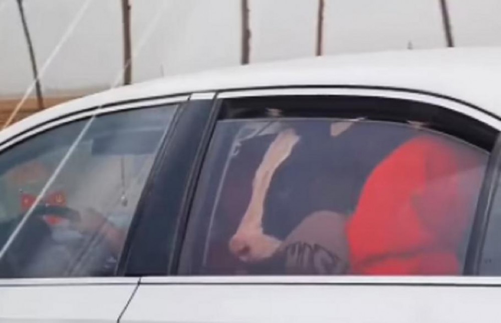 Imagini mai puţin obişnuite. O vacă a fost zărită pe bancheta din spate a unei mașini
